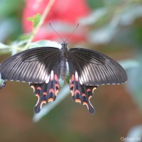 Papilio polytes Linnaeus, 1758